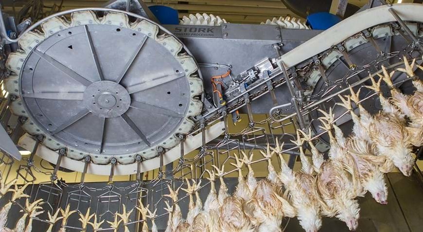 Accurate registration of weight and quality – a top priority in poultry processing